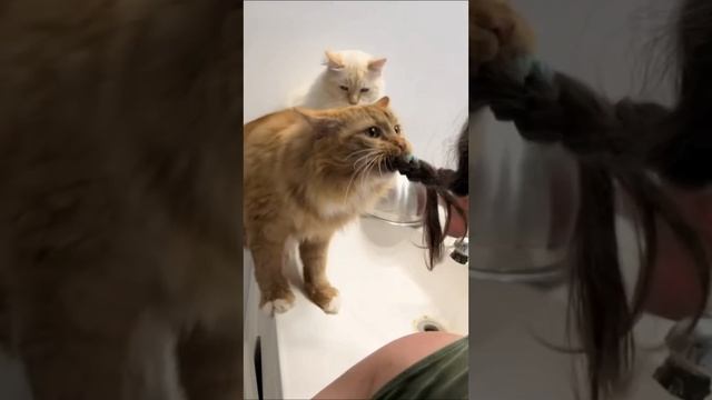 Котики любят косички