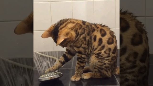 ХихиЧпок Юмор