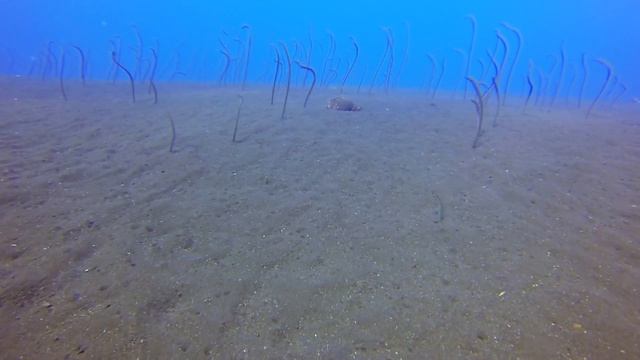 USS Liberty Wreck Diving - Tulamben, Bali - July 2015