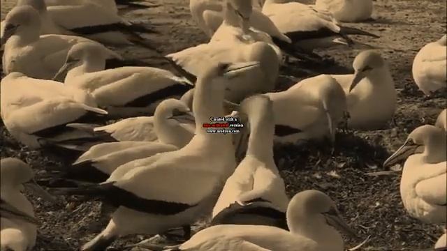 wildlife in bloat the pufferfish major