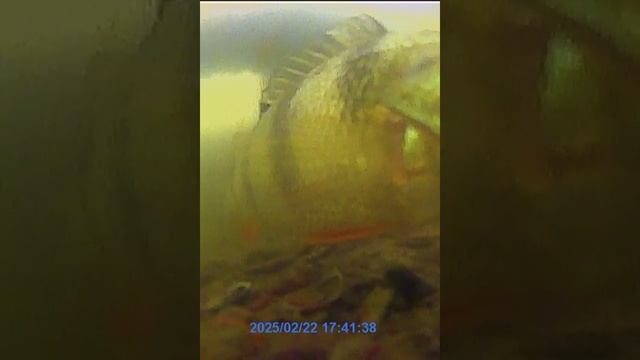 Окунь плавает среди свай и иногда клюёт на мормышку