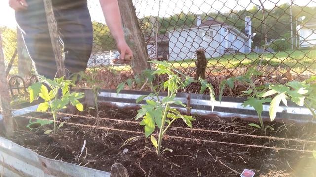 Red Snapper Determinate Tomatoes