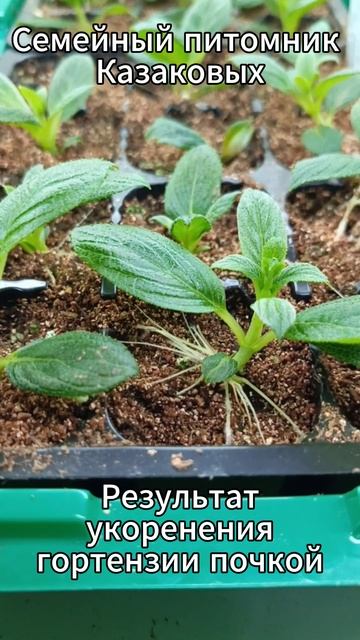 Результат укоренения гортензии почкой