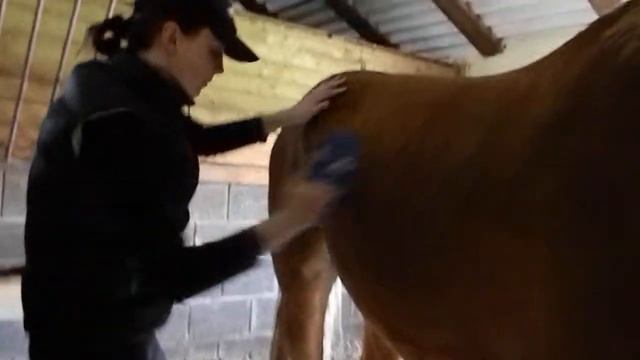 АЛЕНА и ВАГАР в КОНЮШНЕ;) Реваковцы,Черновицкая обл