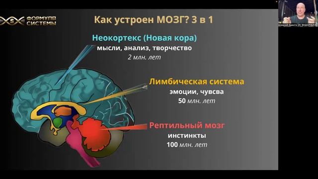 Мозг 3 в 1