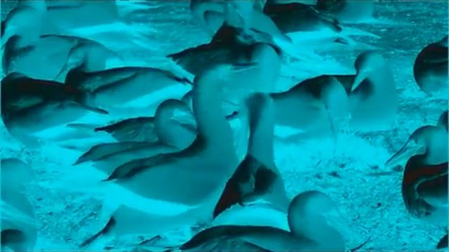 Wildlife In G Major 5