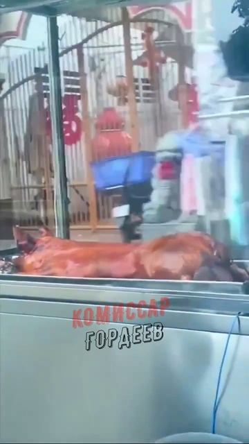 Отжаренного Зеленочку везут извиняться к Трампу 🐽