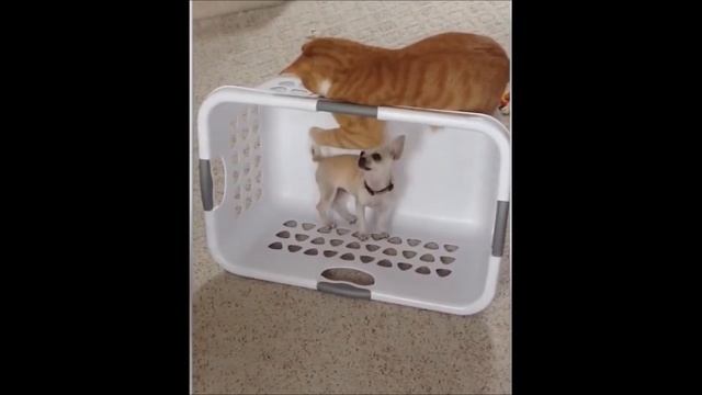 Весёлыё рыжие котики (подборка). Часть 2
