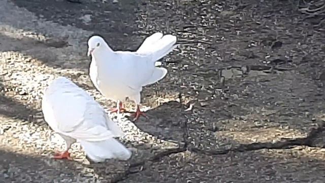 Бакинские голуби города Гянджа 27.02.21