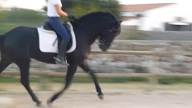 ANIBAL ГАЛОП www.spanishhorse.ru