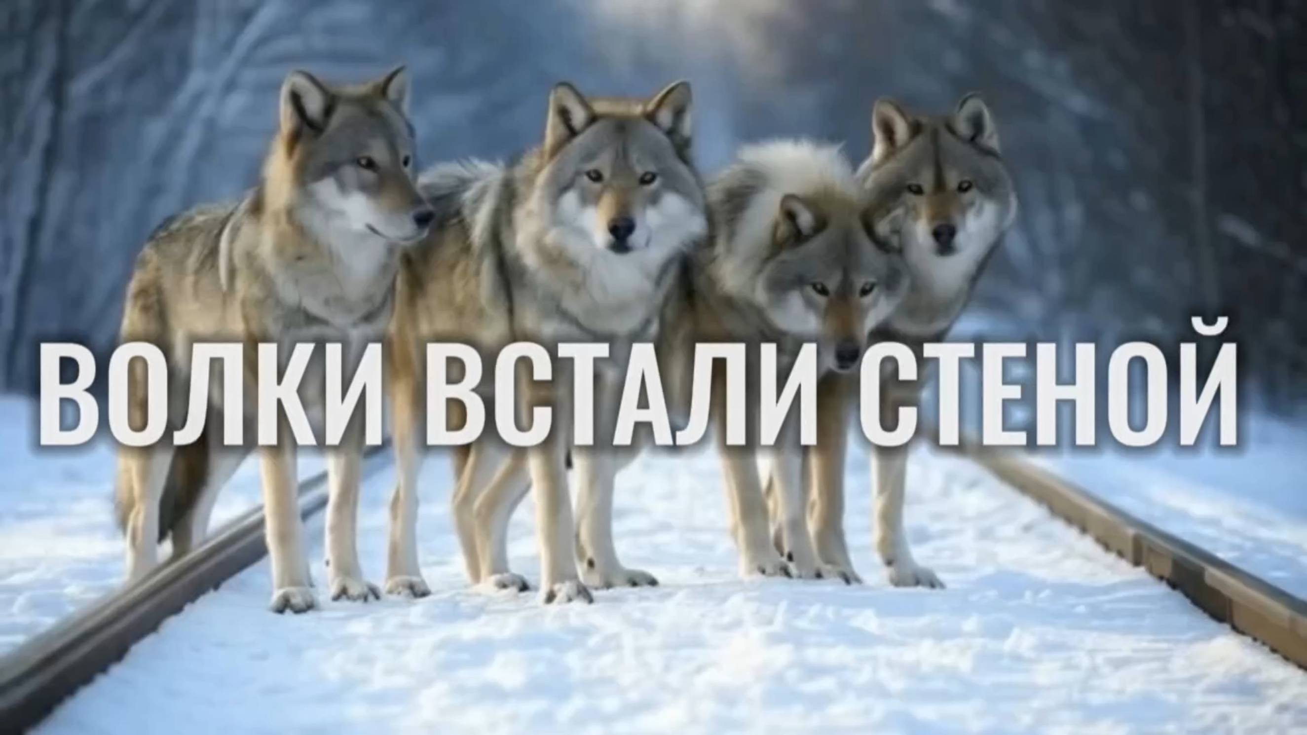 Стая волков стеной встала перед поездом. Машинист не дрогнул и с честью вышел из ситуации