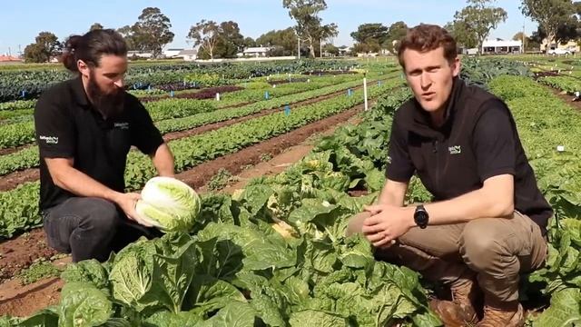 Fairbanks Seeds - Kilakin F1, Hybrid Chinese Cabbage