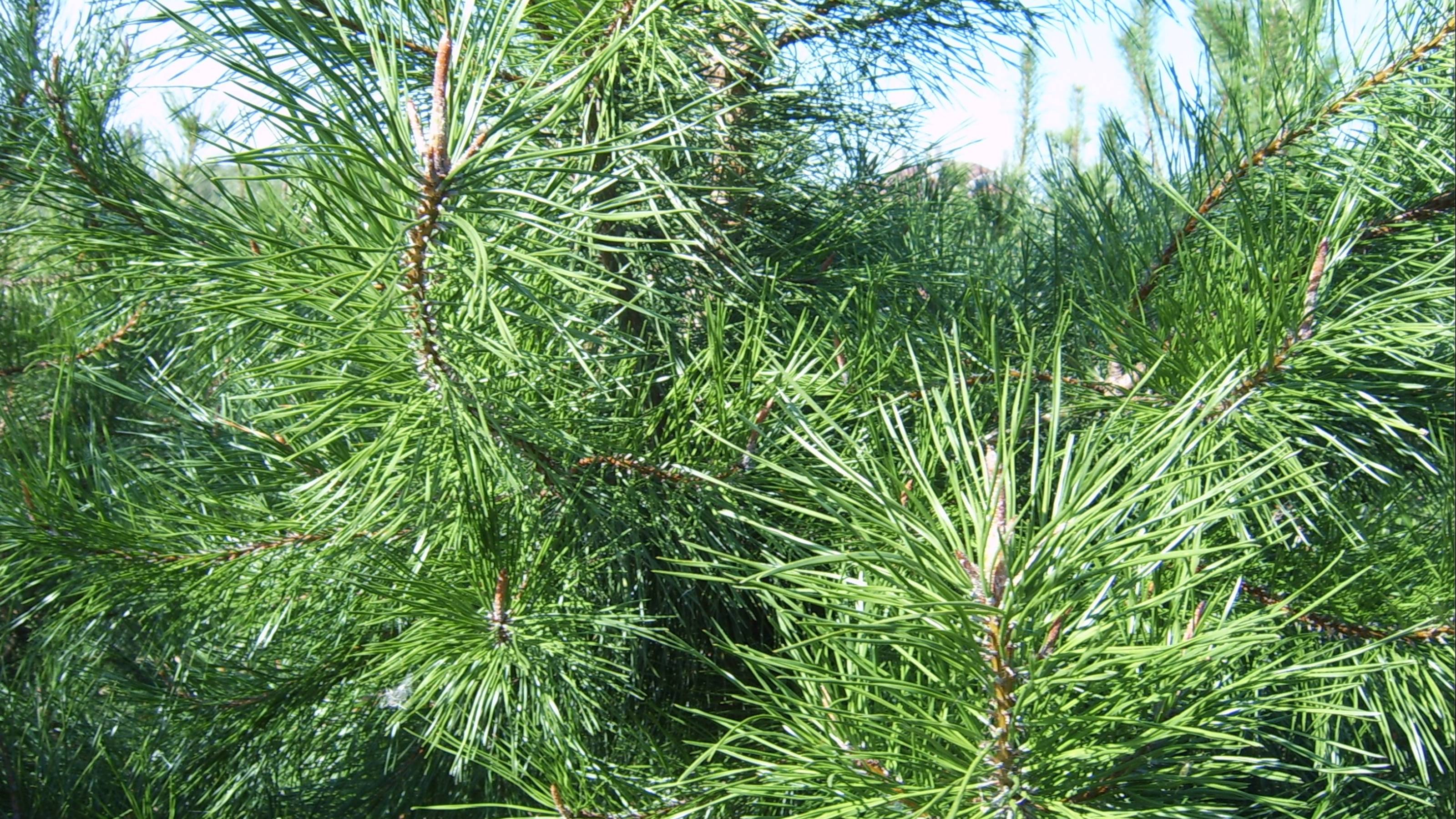 Сосна Скрученная/Pinus contorta