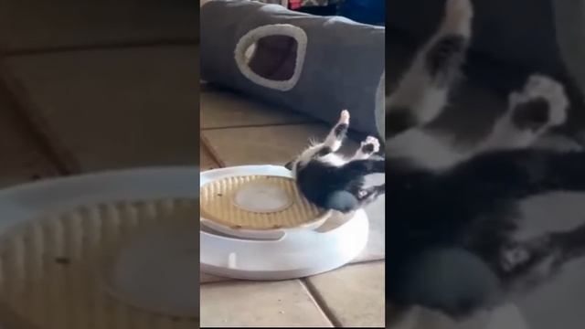 Неуклюжие котики