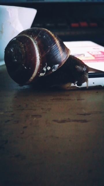 Привет ребята 🐌🐌☝️🤔Бегом ползёт