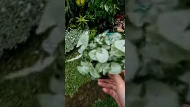 Mama Celin sedang live sekarang! cek tanaman hias di rumah banyuwangi setelah 3 hari di tinggal