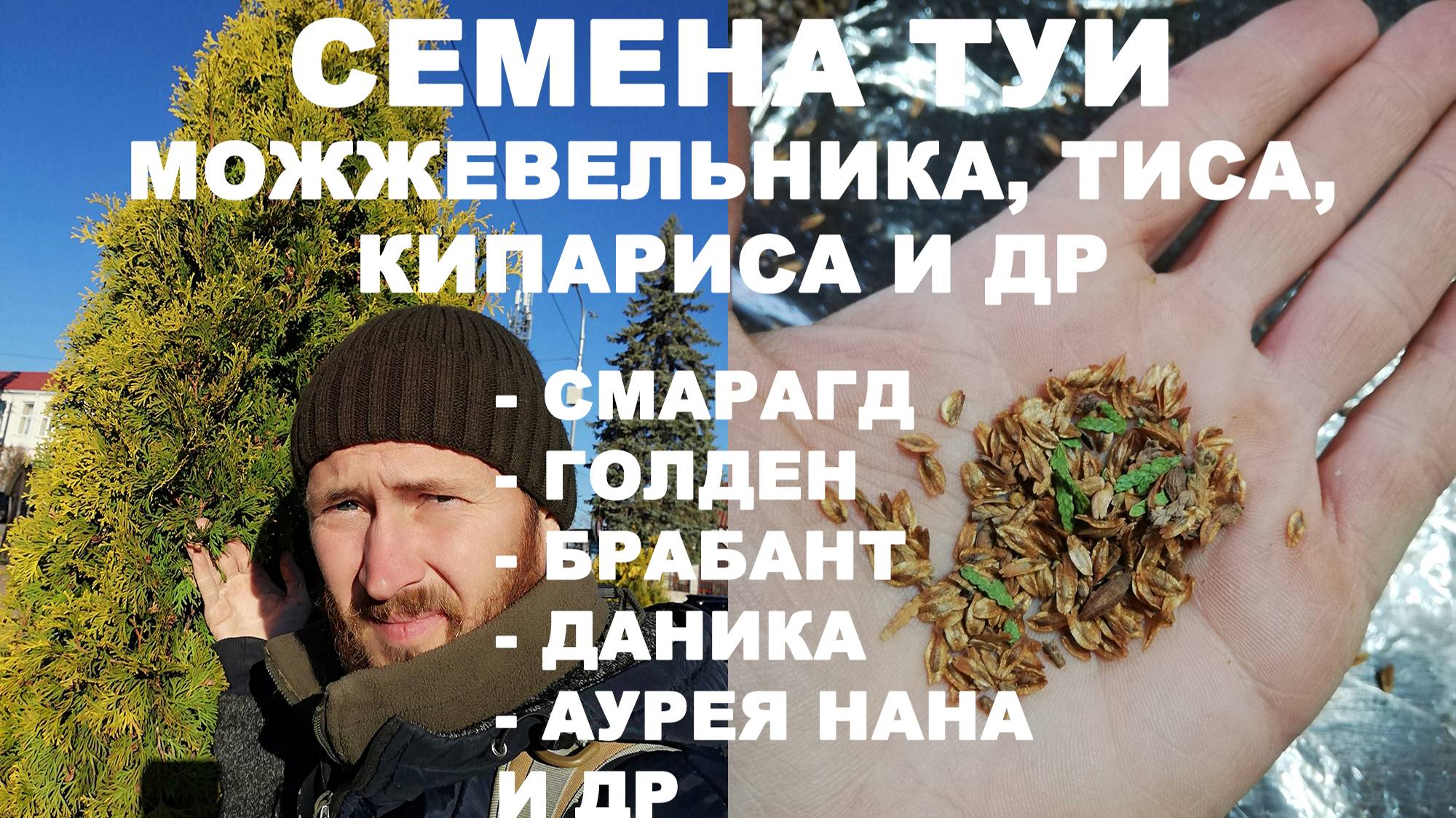 Семена Туи - вес, кол-во, саженцы, живая изгородь | Максимов