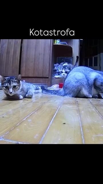 Кото строфа