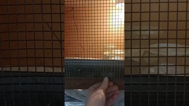 первая инкубация перепелинных яиц
