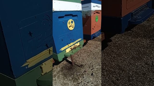 облет пчел после морозов