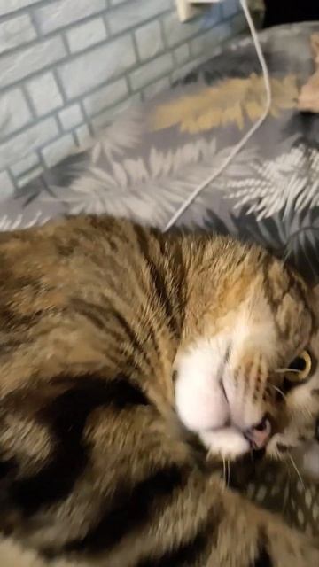 #love #котик #животные