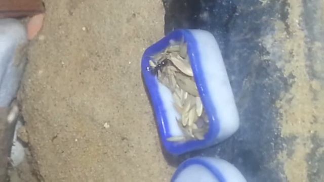 Messor barbarus