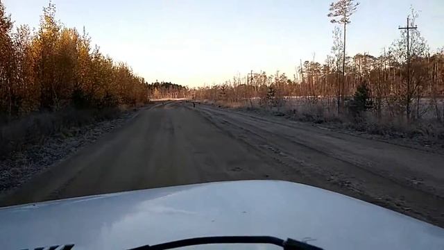 Сибирь. Осень. Болота.
