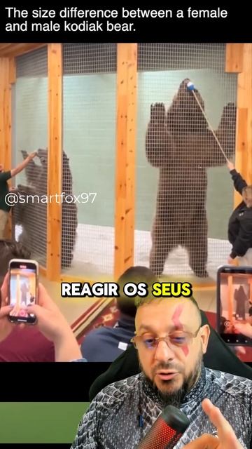 O poderoso urso de Kodiak