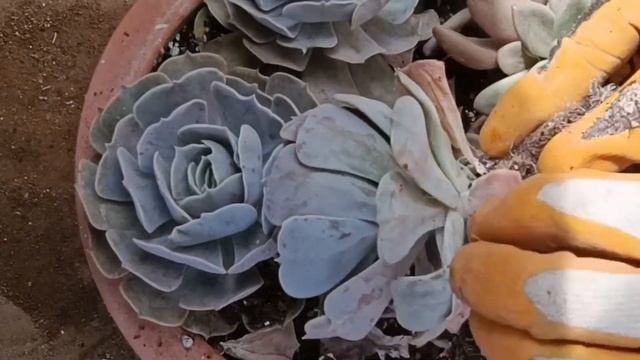 echeveria pollux sukulent bakımı nasıl yapılır?  #succulentcare #echeveria