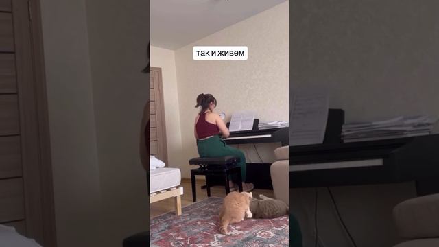 подборка видео с котиками