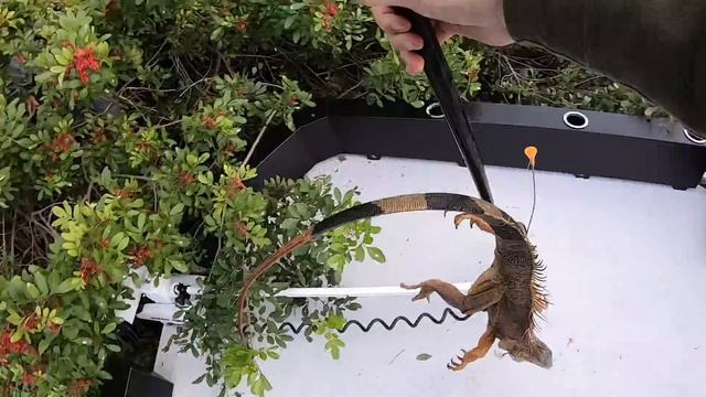 Hunting a Monster Lizard with Blow Darts!