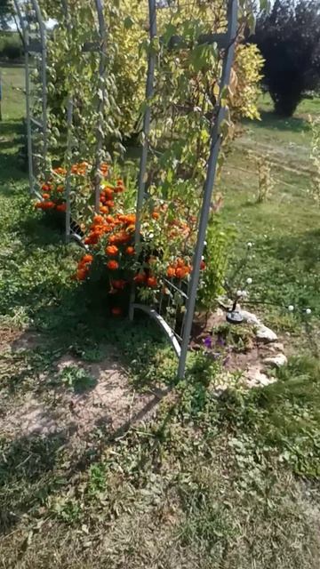 НОВЫЕ АРКИ НА МОЕЙ ДАЧЕ. ЛЕТО 2024 ГОДА.