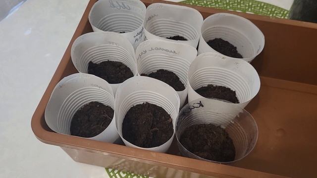 СЕЮ ТОМАТЫ БЕЗ ПИКИРОВКИ🍅ЭКОНОМЛЮ ВРЕМЯ И ВСЕГДА С УРОЖАЕМ!