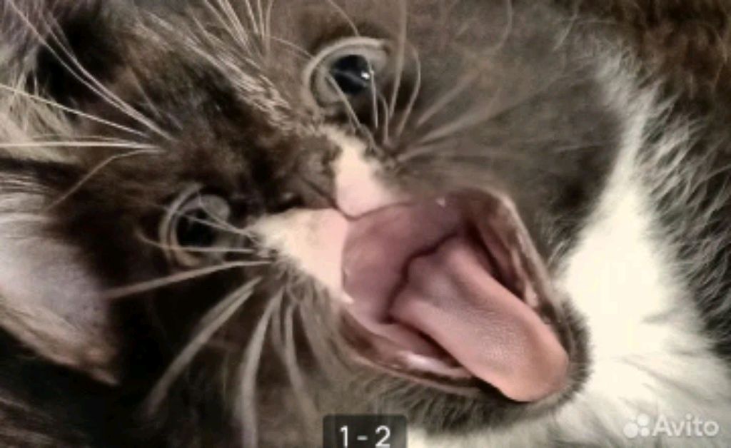 котик