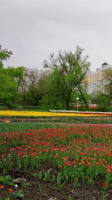 У парка Победы в Белгороде