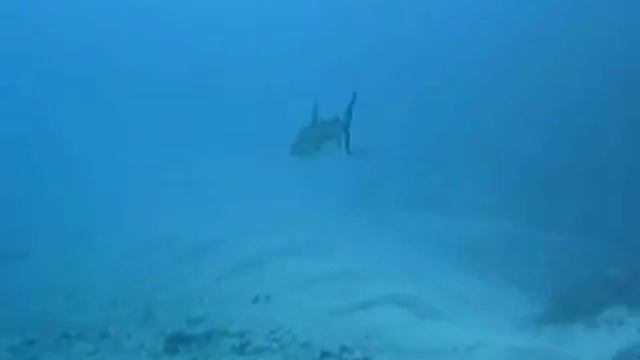 Sharks - Scuba diving in Rarotonga, Cook Islands with Reef To See