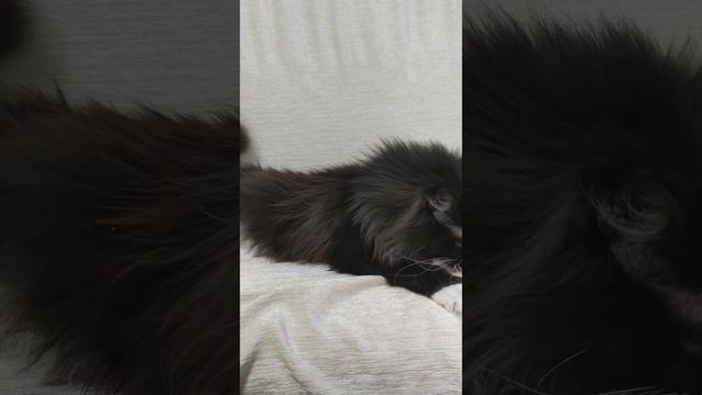 Кошка мейн-кун биколор.