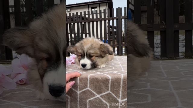 Щенки Вельш Корги Пемброк