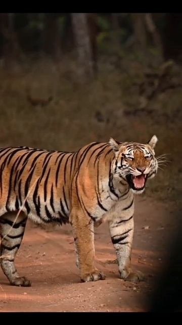 Real Tiger Roar Sound With Nature #ranthambore @imamuddinwildlifeartist