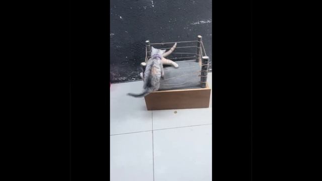 Вызвал на ринг