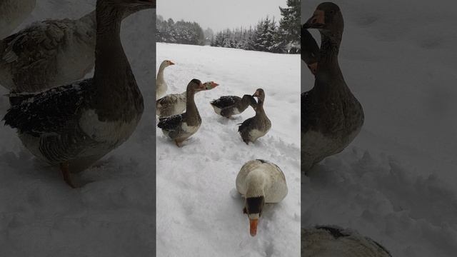 Гуси гуляют.mp4