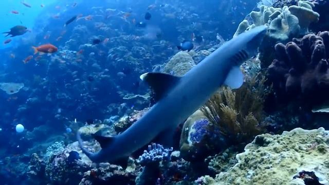 Shark diving in Komodo