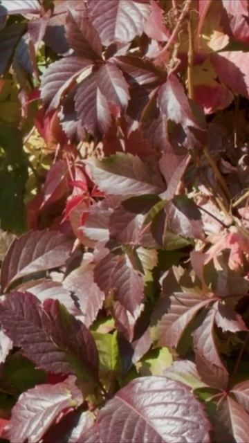 #Shorts Нейро МУЗЫКА на слова Владимира Коряковцева#музыка#нейроМУЗЫКА#ПОЭЗИЯ#литература