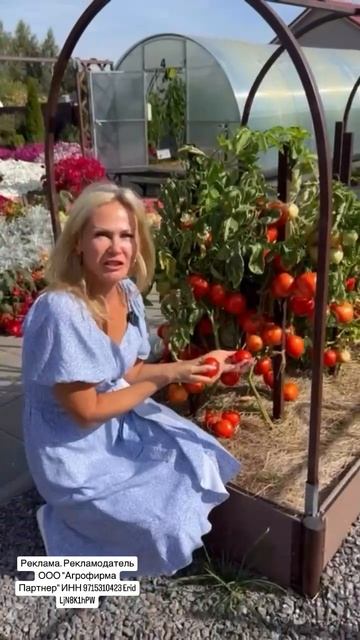 Если нет теплицы -  какие томаты посадить? Детерминанты, самые самые!
