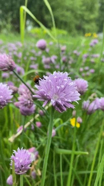 Пчелка и цветочек 🐝 | Красота природы #природа #пчелка #цветок #flowers  #shorts #relax #bee