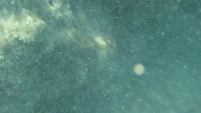 Рыба-задира!Яркая и красивая и такая же смелая!Нападает на ноги!