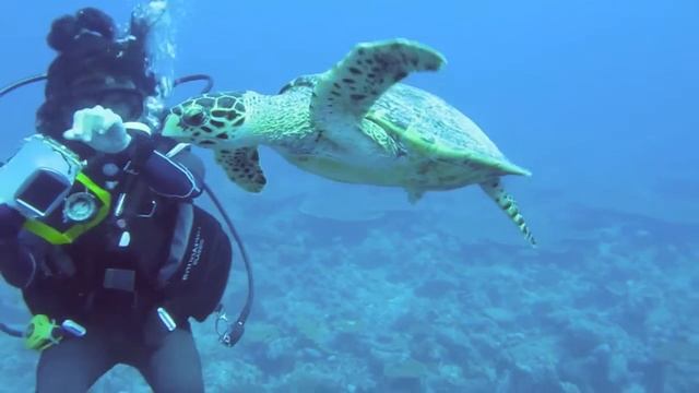 Diving Mirihi Maldives 2010 (Mantas, Whale Shark, Baby Sharks)