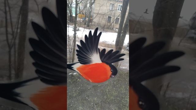 ВЕСНА  ЗА ОКНОМ  И ВКУСНАЯ КАРТОШКА