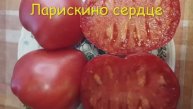 ТОМАТЫ. КАТАЛОГ ТОМАТОВ 2024 г. Часть 3. Проверенные сорта. г. Киров
