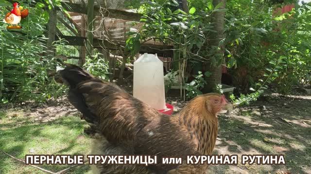 Куры несушки свободного выгула и их обычная куриная рутина – эпизод (75)